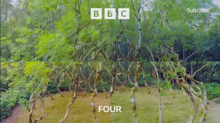 'Trees' into 'The Fens: A Wild Year'