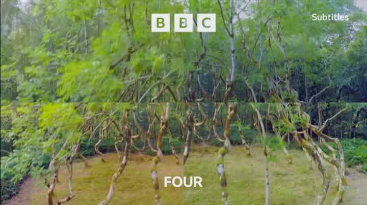 'Trees' into 'The Fens: A Wild Year'