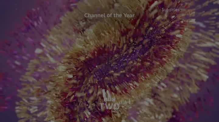 Ident